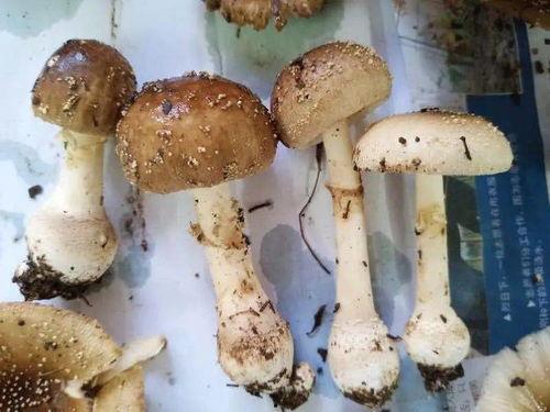 娱乐吃瓜酱毒蘑菇